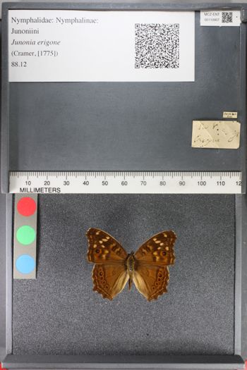 Media type: image;   Entomology 110907